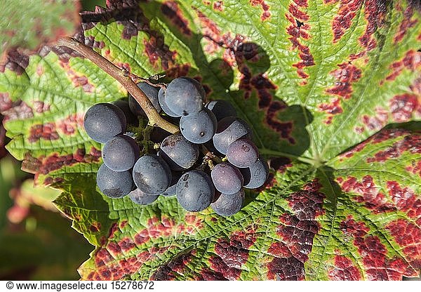 Botanik  Rote Weintrauben
