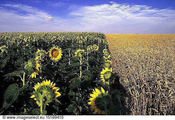 Botanik  Sonnenblume (Helianthus)  blÃ¼hend auf einem Feld  Burgenland  Ã–sterreich