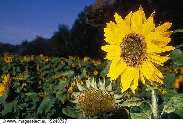 Botanik  Sonnenblume (Helianthus)  blÃ¼hend auf einem Feld  Vorarlberg  Hohenems  Ã–sterreich