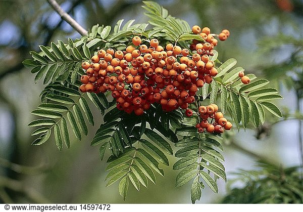Botanik  Sperberbaum  (Sorbus)  Art  'Gemeine Vogelbeere'  (Sorbus aucuparia)  FrÃ¼chte  an Zweig