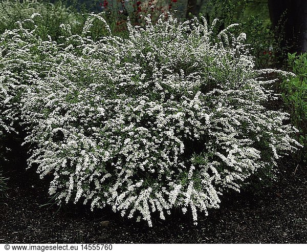 Botanik  SpierstrÃ¤ucher  Art 'Schneespiere' (Spiraea x arguta)  weiÃŸ blÃ¼hender Busch