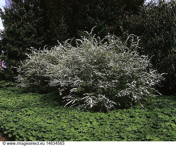 Botanik  SpierstrÃ¤ucher  Art 'Schneespiere' (Spiraea x arguta)  weiÃŸ blÃ¼hender Busch