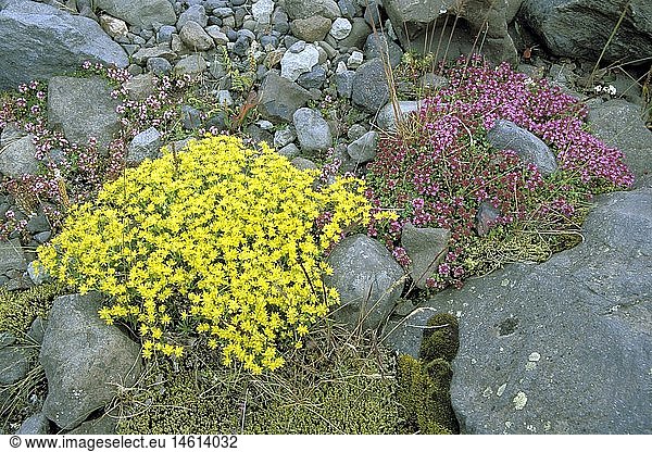 Botanik  Thymian  FrÃ¼hblÃ¼hender Thymian  (Thymus praecox)  Fetthennen-Steinbrech  (Saxifraga aizoides)  BlÃ¼ten auf Steinen  Island