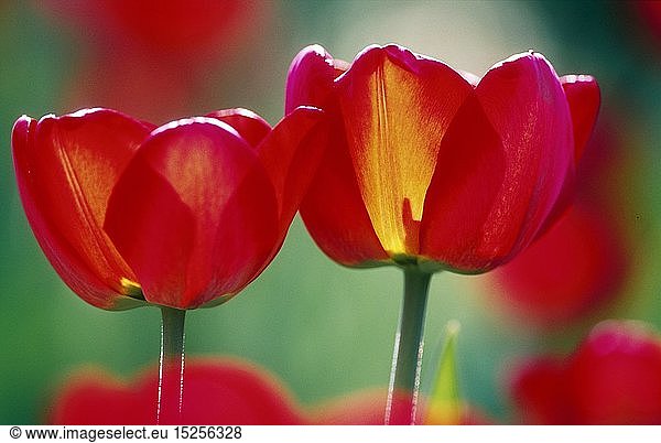 Botanik  Tulpe  Rote Tulpen