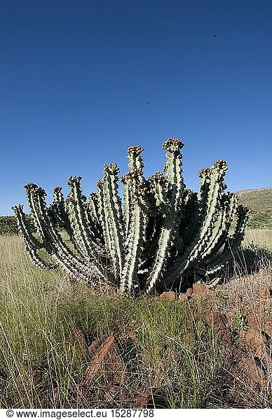 Botanik Wüsteneuphorbie (Euphorbia virosa) mit Früchten Namibia