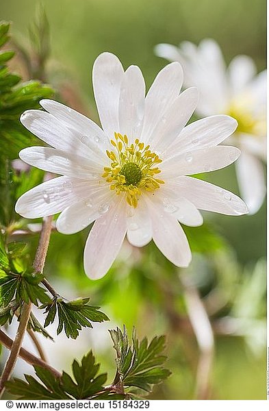 Botanik  weiÃŸe Balkan-WindrÃ¶schen (Anemone blanda)