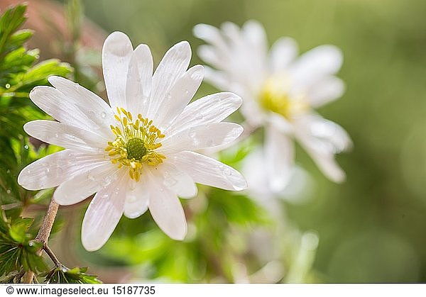 Botanik  weiÃŸe Balkan-WindrÃ¶schen (Anemone blanda)