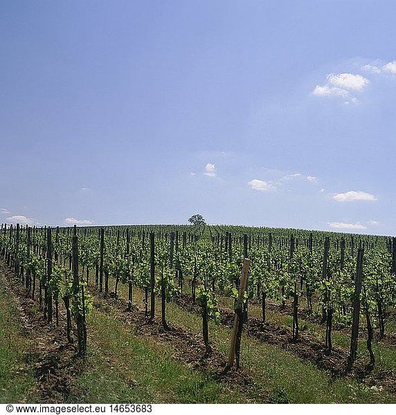 Botanik  Weinrebe  (Vitis)  Art  'Kultur-Weinrebe'  (Vitis vinifera)  Kultur-Weinreben  auf Feld