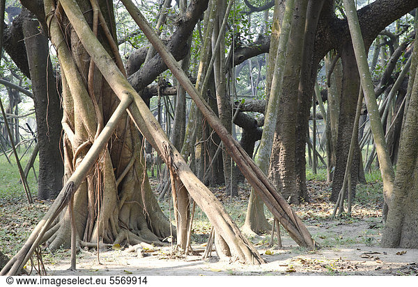 Botanischer Garten Botanische Baum Wurzel Fernsehantenne Asien Indien Westbengalen