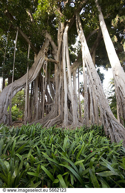 Botanischer Garten Botanische graben gräbt grabend Europa Kanaren Kanarische Inseln Baum Spanien Teneriffa