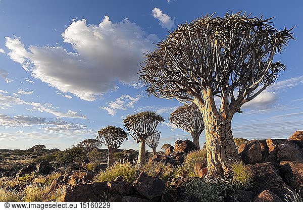 Botany,  Landscape of a quiver tree below a cloudy summer sky. Quiver Tree Forest,  Keetmanshoop,  Namibia