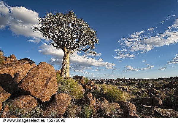 Botany,  Landscape of a quiver tree below a cloudy summer sky. Quiver Tree Forest,  Keetmanshoop,  Namibia