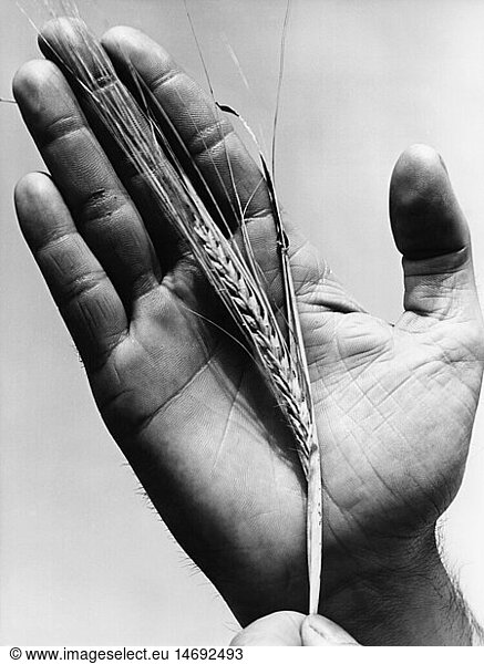 botany  barley (Hordeum vulgare)  ear of brewer's barley  1950s