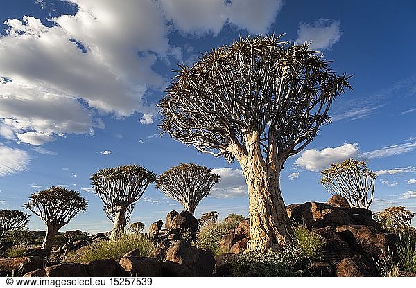 Botany Landscape of a quiver tree below a cloudy summer sky. Quiver Tree Forest Keetmanshoop Namibia