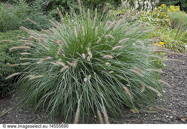 botany pennisetum Chinese Pennisetum (pennisetum alopecuroides) gras Corea Japan