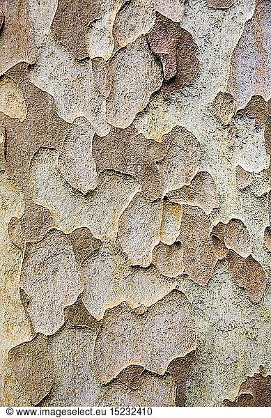 botany  plane  texture of the bark of a plane  Majorca  Mediterranean island