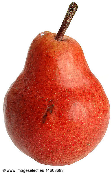 botany  Pyrus  pear (Pyrus communis)  species: Williams  fruit
