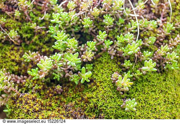 botany  small succulents and moss on the rock in the mountains in South Tyrol