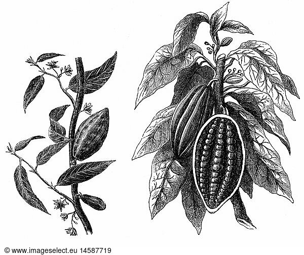 botany  trees  cacao tree (Theobroma cacao)  leaves  fruit  beans and blossoms  wood engraving  Germany  19th century  cacao fruit  cacao bean  mallow family  Malvaceae  plant  plants  historic  historical  clipping  clippings  cut-out  cut-outs