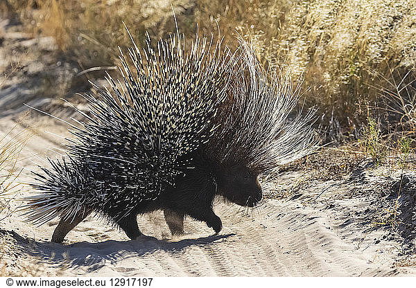 Botswana,  Kalahari,  Central Kalahari Game Reserve,  Old World porcupine,  Hystricidae