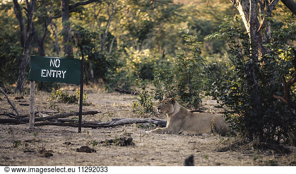 Botswana  Chobe Nationalpark  Löwin liegt neben keinem Einfahrtsschild