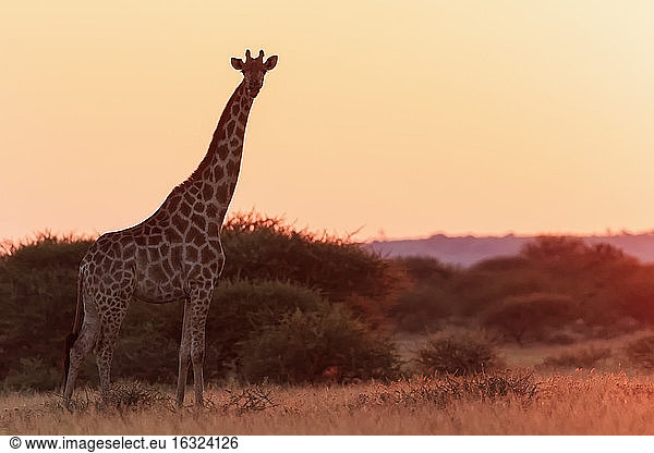 Botswana  Kalahari  Zentral Kalahari Wildreservat  Giraffe bei Sonnenaufgang