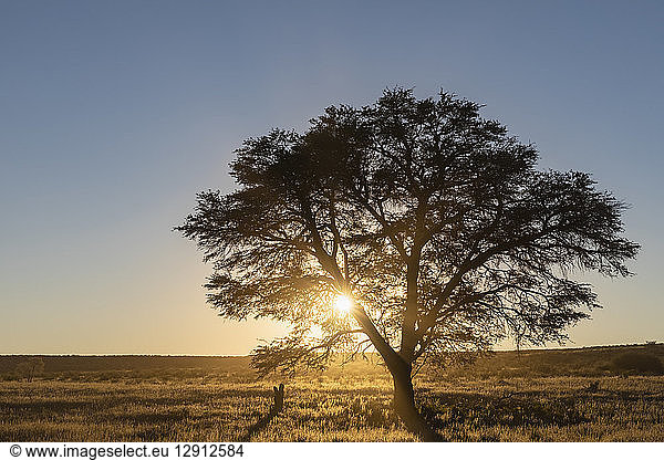 Botswana  Kgalagadi Transfrontier Park  Kalahari  camelthorn at sunrise