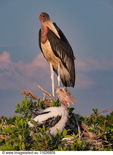 Botswana. Marabou Stork.