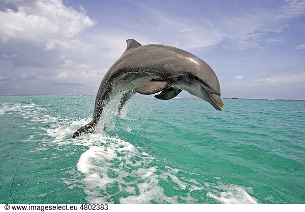 Bottle-nosed Dolphin (Tursiops truncatus) adult leaping from water Roatan Honduras Central America America