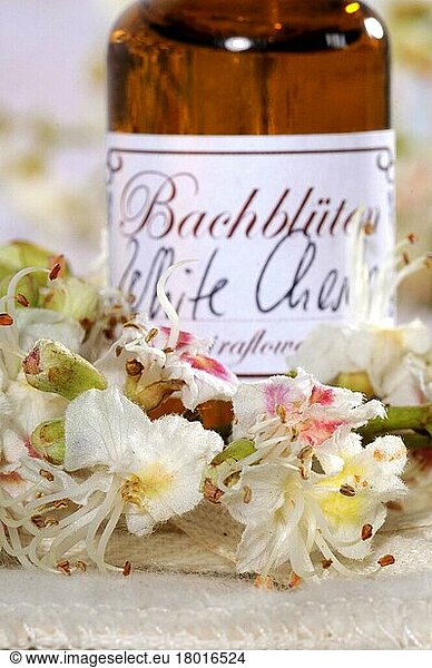 Bottle with Bach Flower Stock Remedy  White Chestnut  Weissblühende Rosskastanie (Aesculus hippocastanum)  Kastanie  Bachblütentropfen  Bachblüten  Bach-Blüten-Therapie