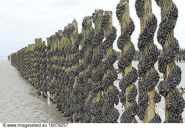 Bouchot Mussels (Mytilus edulis) surrounding the piles by catinage in Planguenoual  Brittany  France