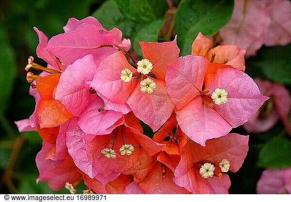 BOUGAINVILLEA  BARBARA KARST  Werk in Asien