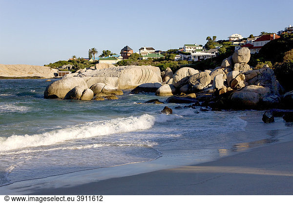 Boulders Beach bei Kapstadt  Westkap  Südafrika  Afrika