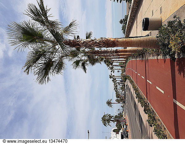 Boulevard with palmtrees