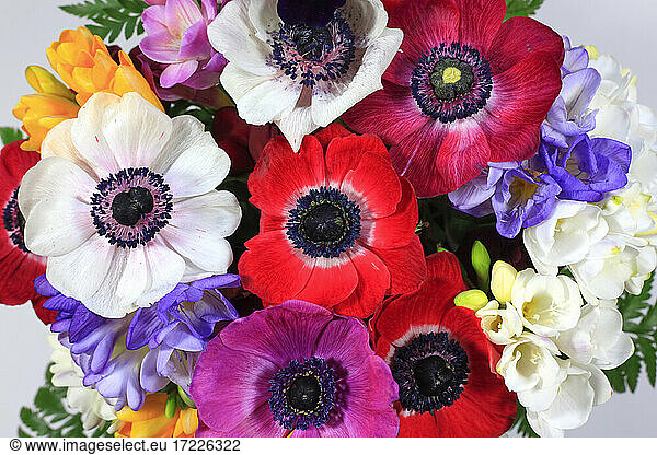 Bouquet of colorful freesias and anemones