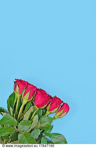 Bouquet of romantic red rose flowers on blue background with blank copy space