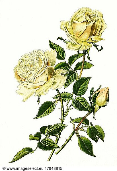 Bourbon Rose Souvenir de la Malmaison  Historic  digitally restored reproduction of a 19th century original
