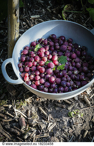 Bowl of fresh ripe gooseberries