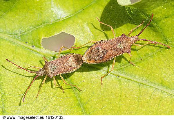 Box Bug (Gonocerus acuteangulatus) mating  Bouxières aux dames  Lorraine  France