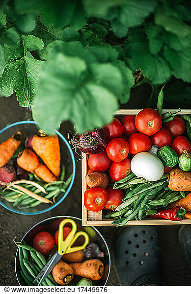box of fresh organic vegetables at organic farm