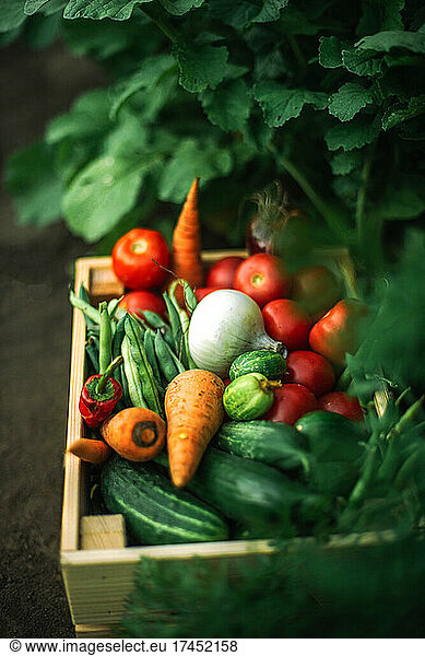 box of fresh organic vegetables at organic farm