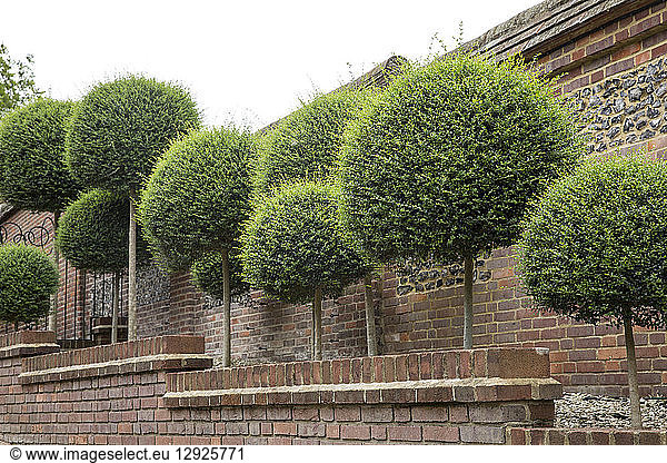 Box trees with spherical tops growing along a red brick wall.