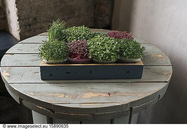 Box with microgreens on wooden table