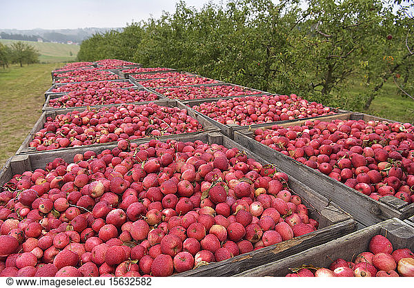 Boxes of freshly harvested apples on a fruit plantation
