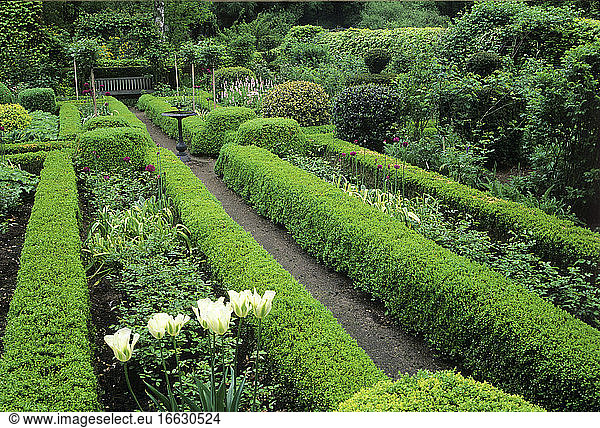 Boxwood hedge (Buxus sp)  Ornamental garlic (Allium sp)  Tulip (Tulipa sp)  Holly (Ilex sp)  Private garden  Belgium