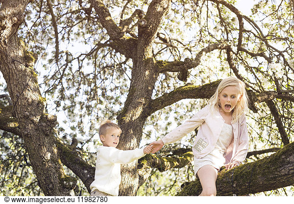 Boy (4-5) and girl (8-9) climbing tree