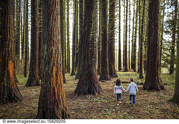 Boy and girl holding hands walking through beautiful forest.