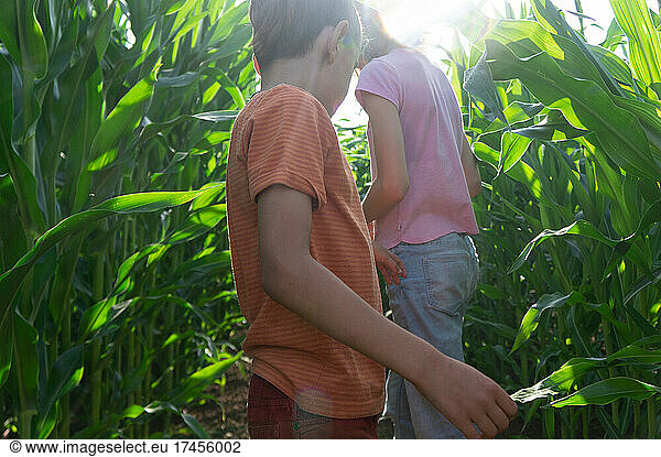 boy and girl take a walk in green cornfield