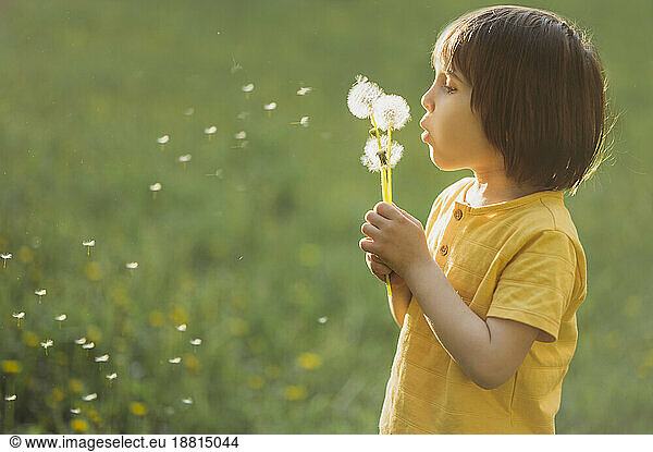 Boy blowing dandelion seeds on field