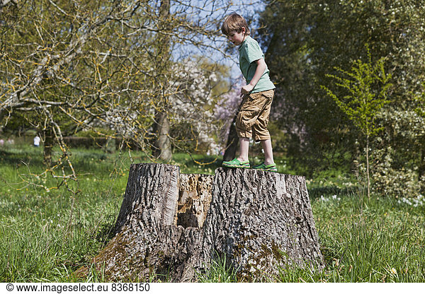Boy Climbing On Old Stump In Country Park Kent, England, Uk